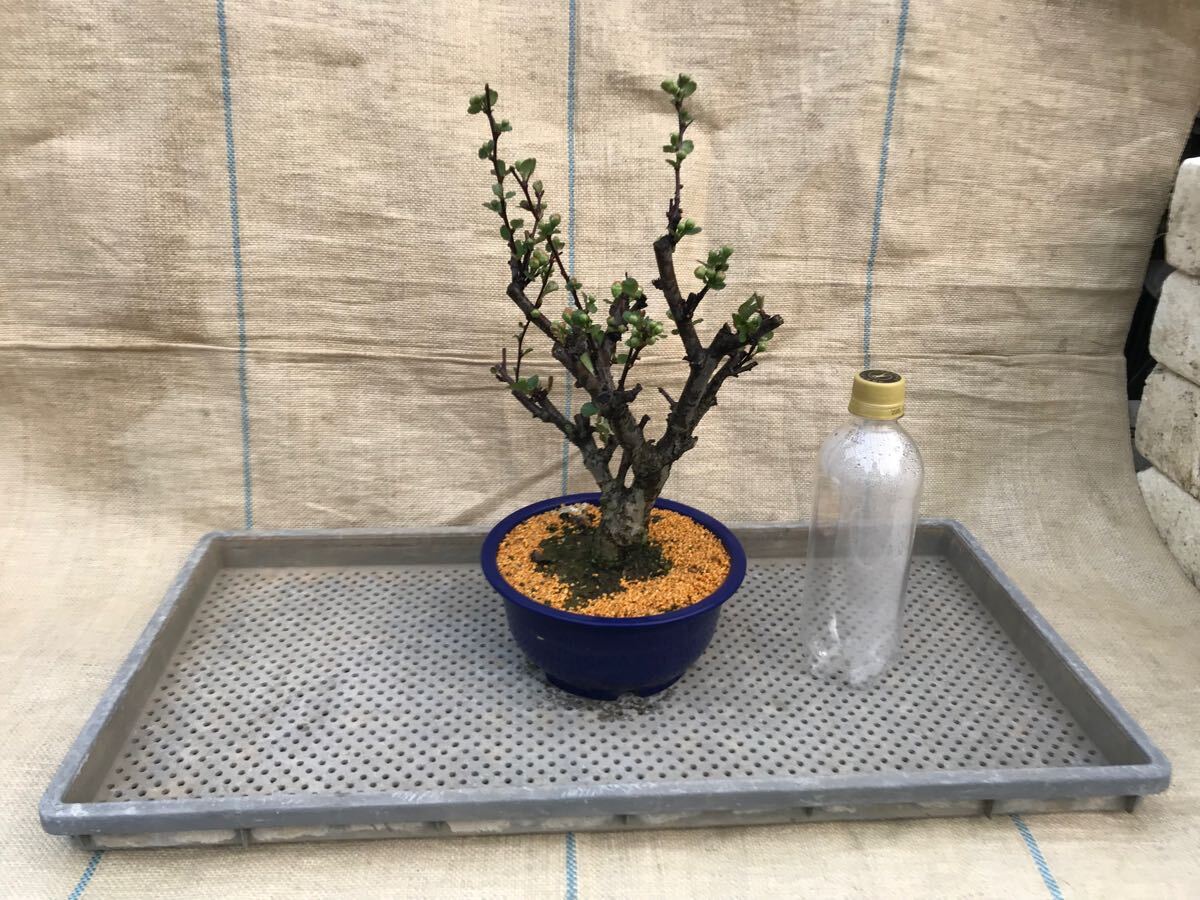 瓜(ボケ)・放春花 6寸 5品種セット② 瓜(ボケ)・放春花 6寸 5品種セット②