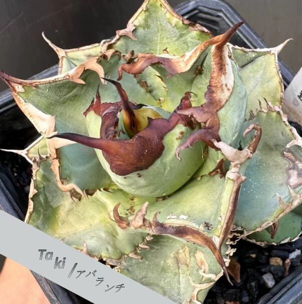Yahoo!オークション - 1892.アガベ チタノタ アバランチ(AVALANCHE) 強