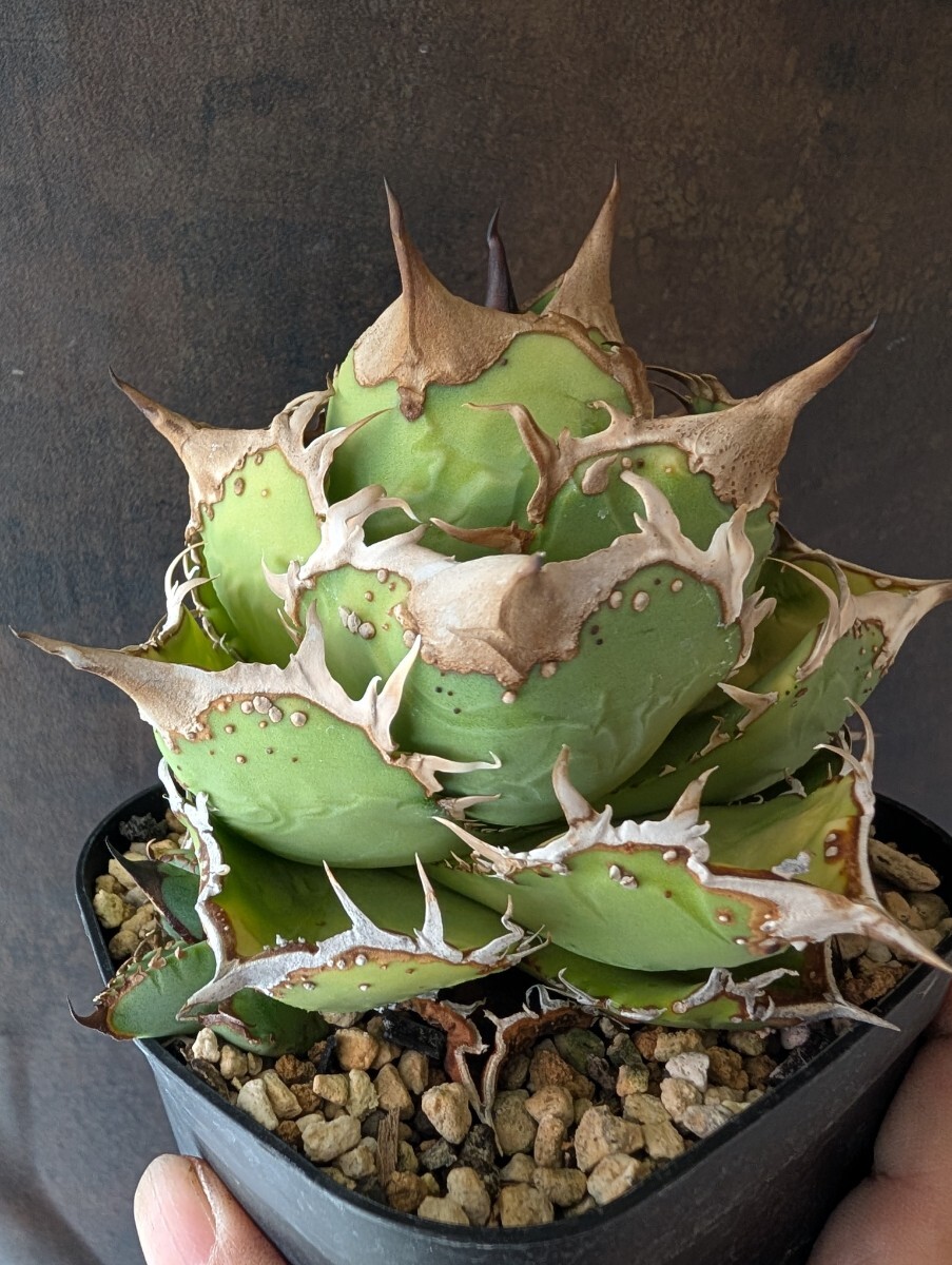 Yahoo!オークション - 【AGAVE TITANOTA MS-NB】アガベ チタノタ 子株