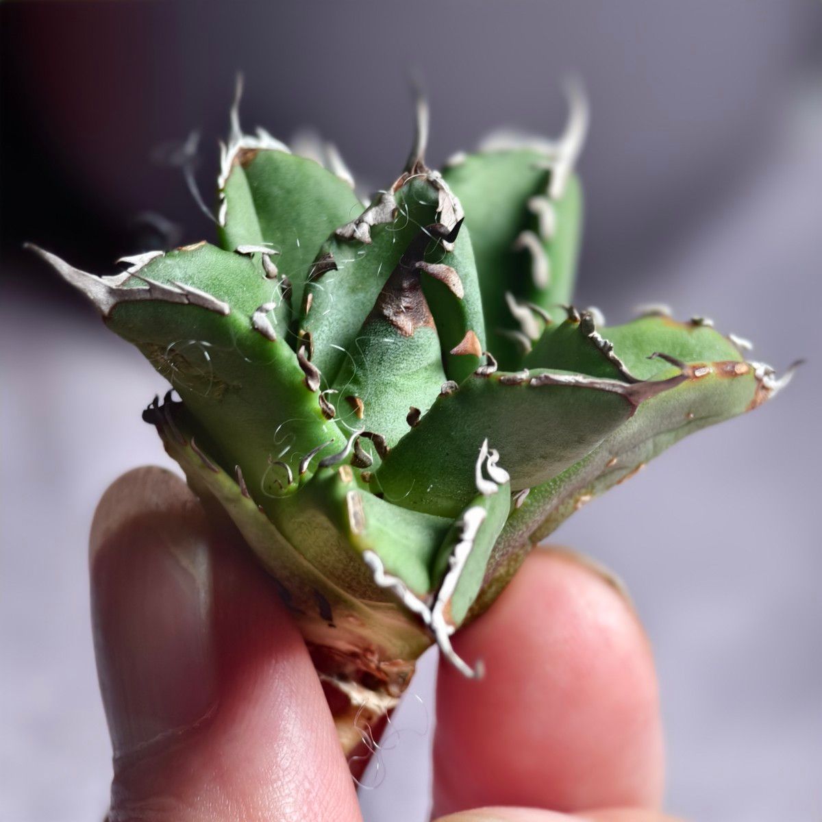 21激アレ 多肉植物アガベ チタノタ 九尾狐 極上子株｜Yahoo!フリマ（旧