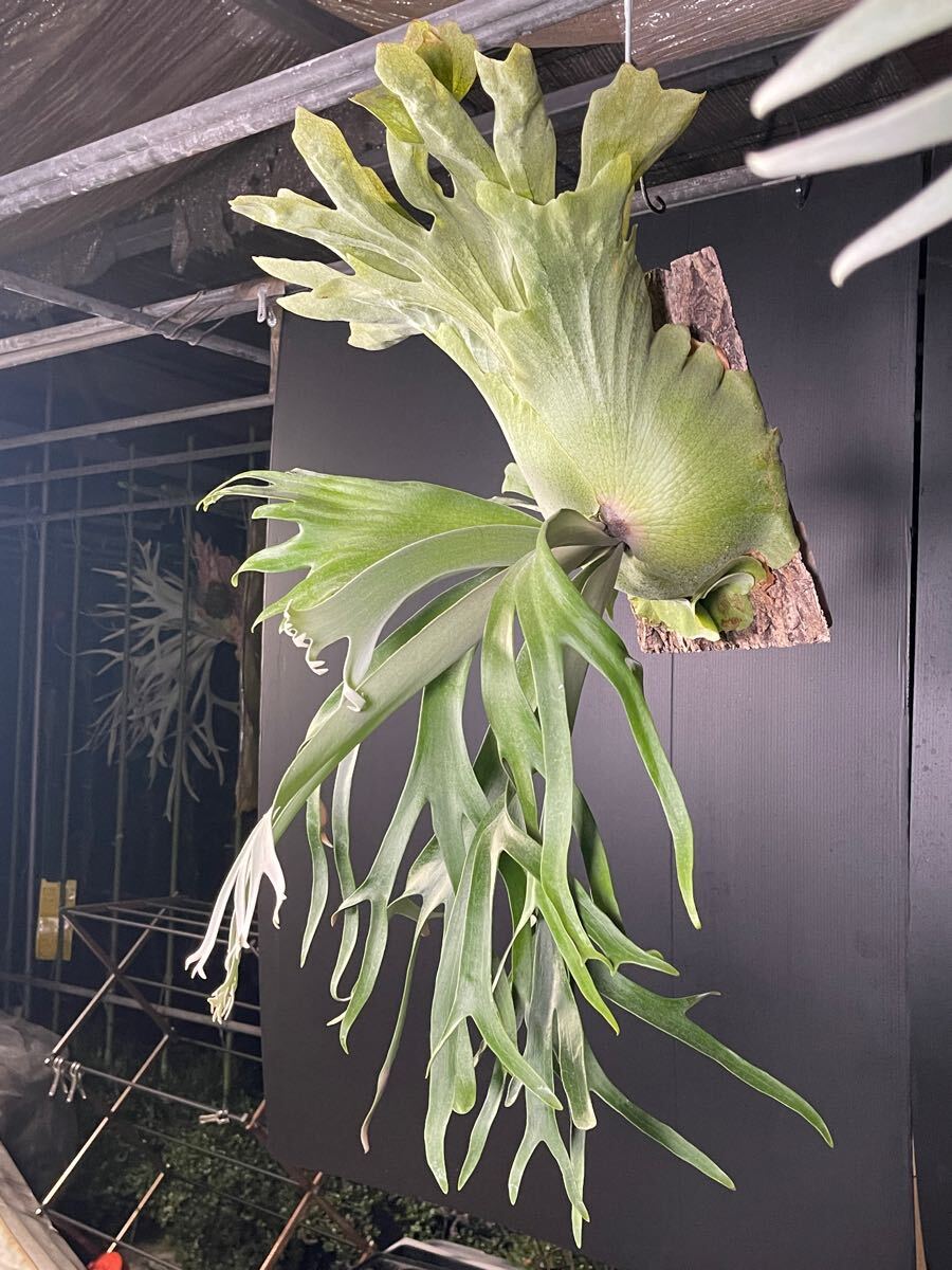 ビカクシダ ウィリンキー バリ コルク付け ワイルド由来 Willinckii