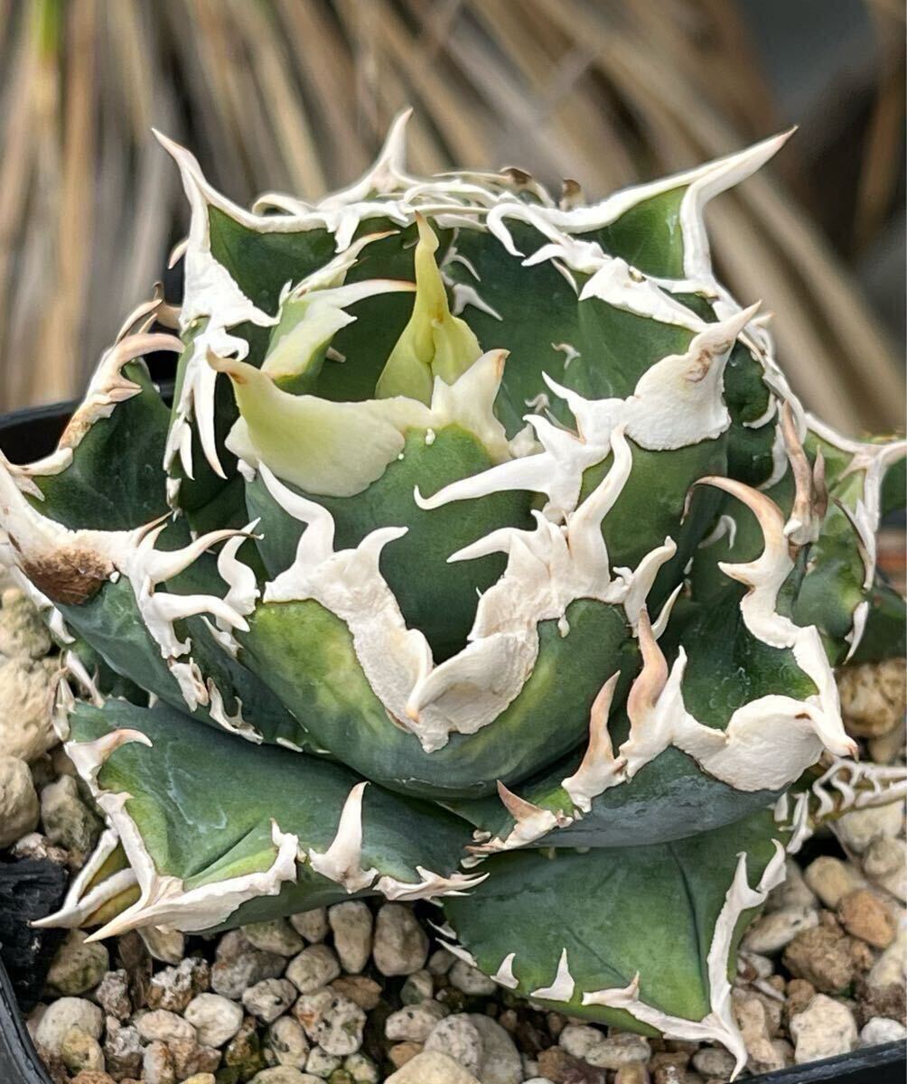 Yahoo!オークション - アガベ 【ivory w.a】チタノタ 子株② OC