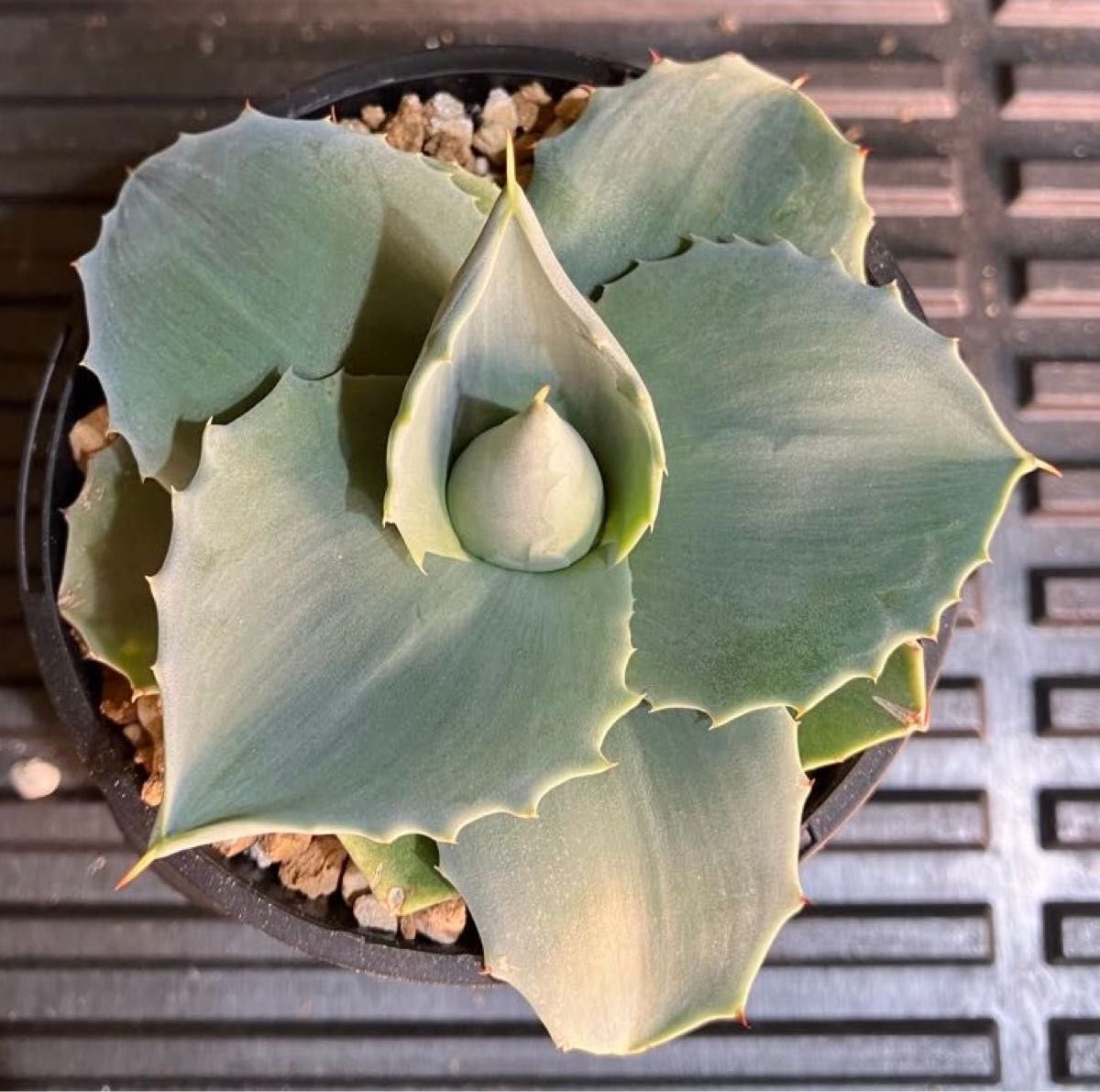 アガベ オバティフォリア ドワーフ④ 発根済 鉢ごと発送 オバティ