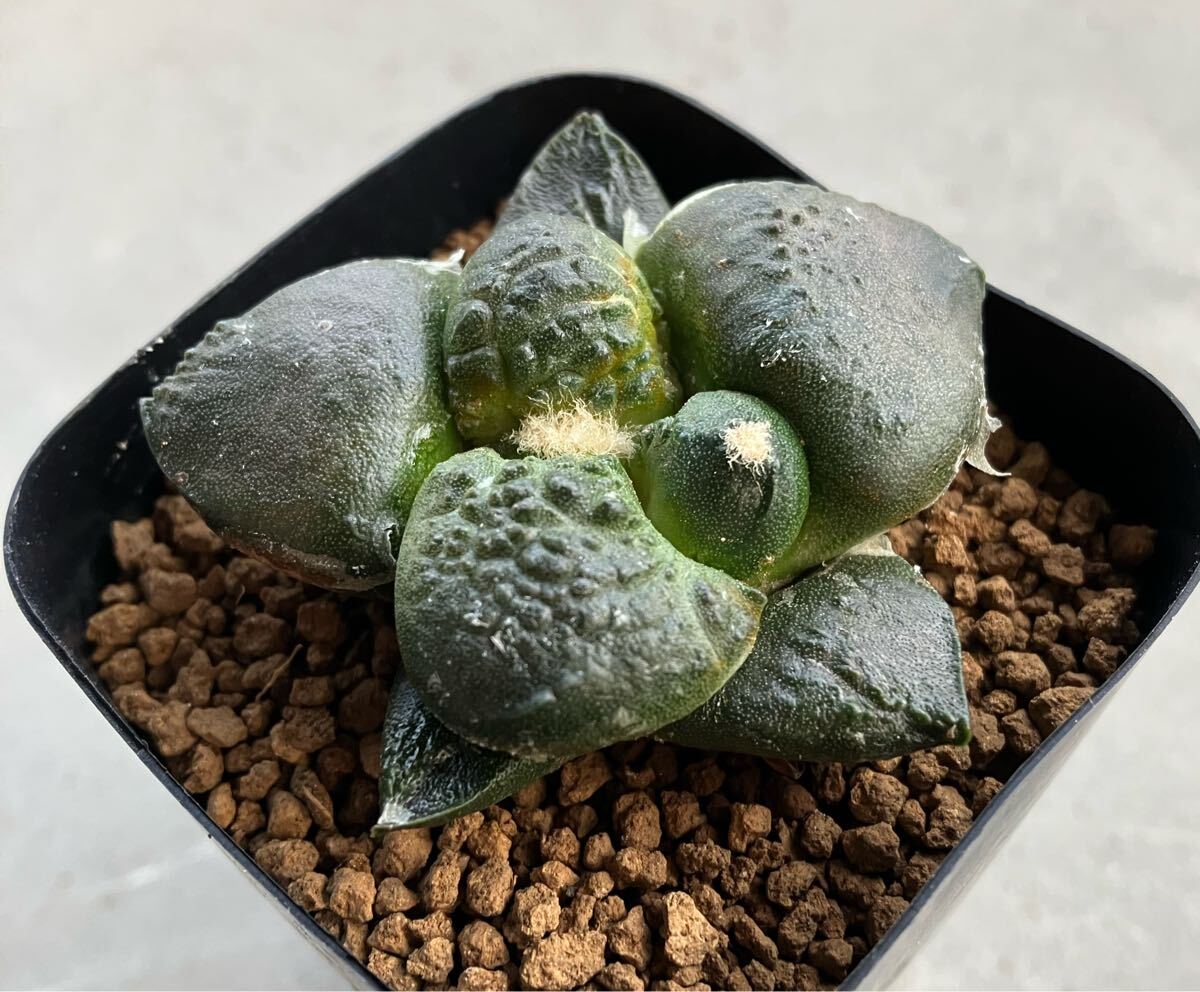 Yahoo!オークション - 大疣連山 実生 アリオカルプス サボテン