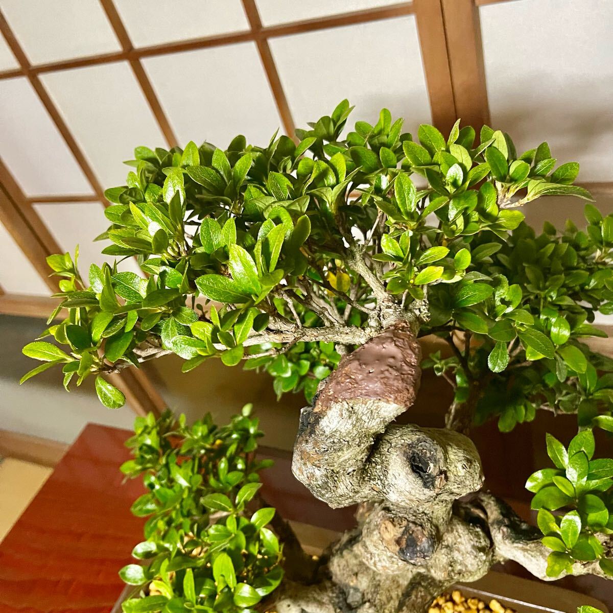 Yahoo!オークション - さつき 皐月 【華宝】 花芽あり 盆栽 文人木