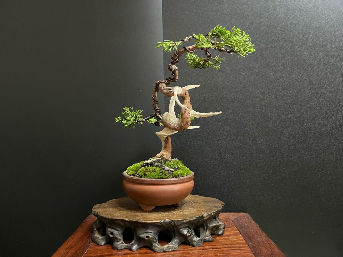 Yahoo!オークション - 真柏盆栽 糸魚川真柏 板シャリ 捻転幹 文人 小品