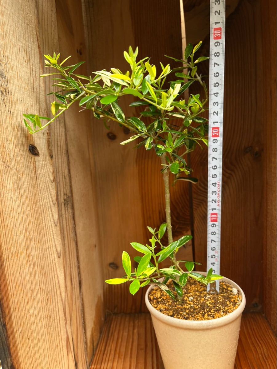 レア 斑入りオリーブ ⑧ レア 斑入りオリーブ ⑧ 公式通販