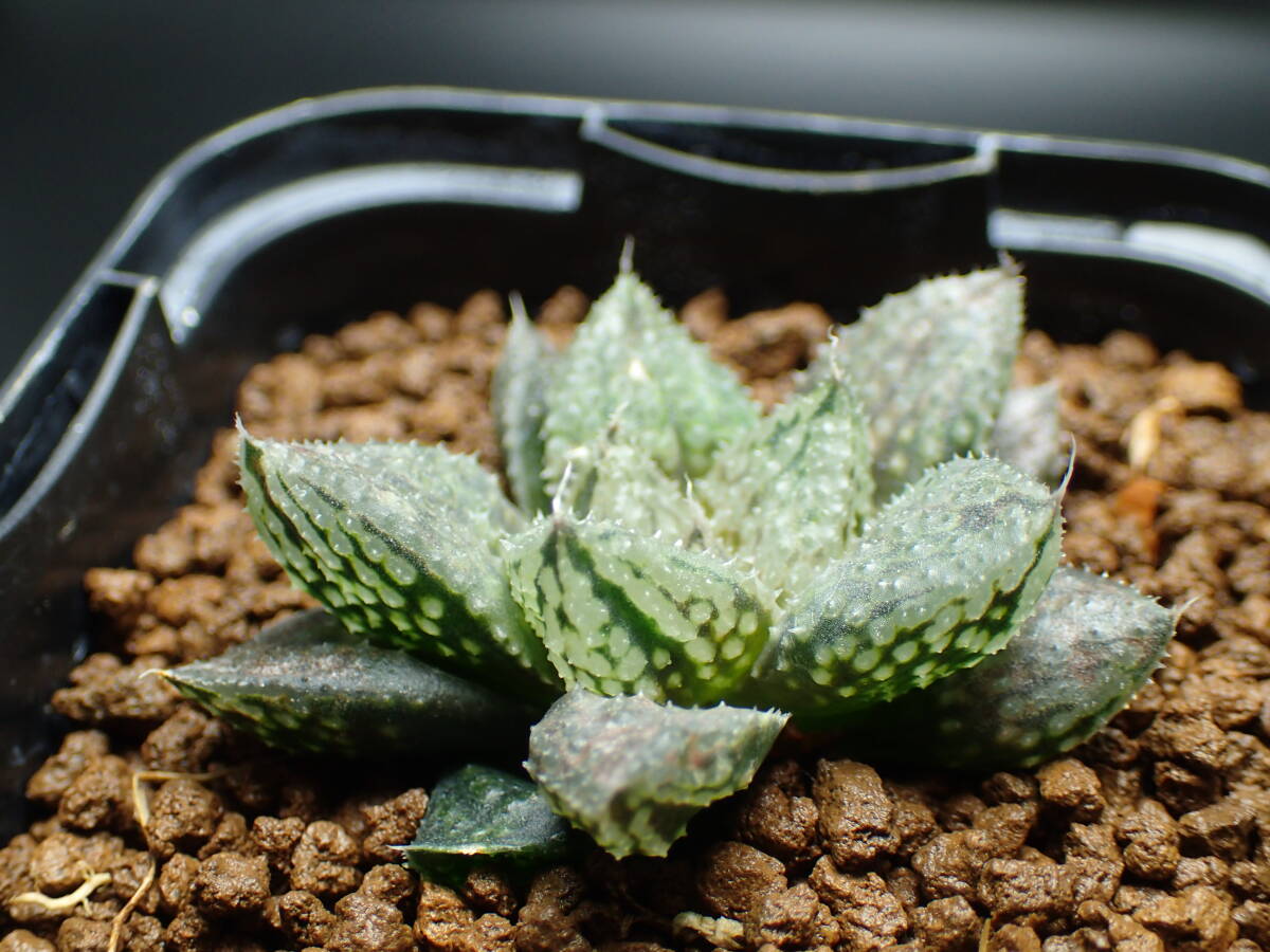 Yahoo!オークション - 33 ハオルチア 多肉植物 闇の森