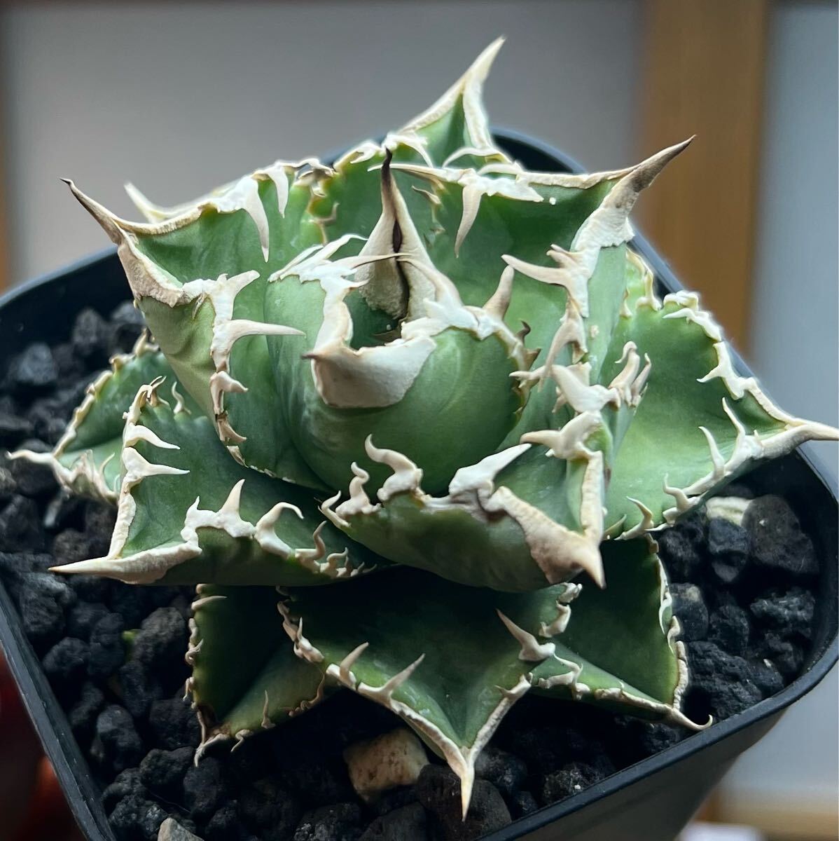 Yahoo!オークション - 鉢のまま アガベ チタノタ ivory wa 検)大白鯊 C