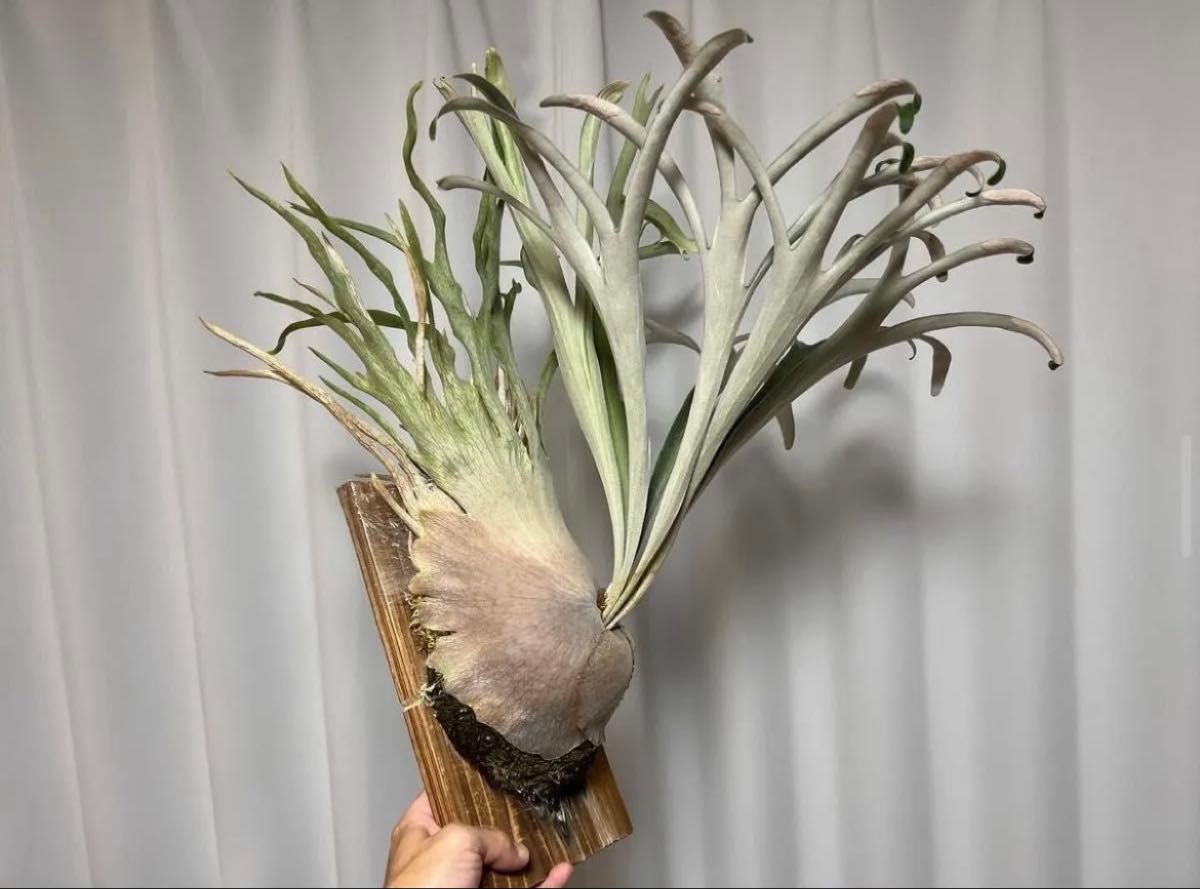 P veitchii 'Auburn River' 胞子 ビカクシダ AR｜Yahoo!フリマ（旧