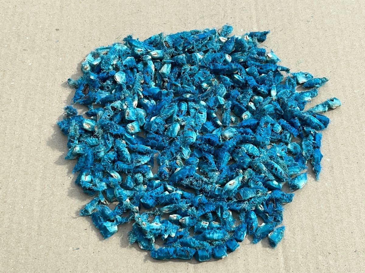 訳あり タビビトノキ 種子 オオギバショウ 旅人の木 青い種 色薄い