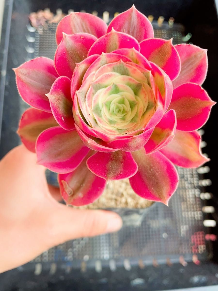 浣紗（かんしゃ）錦 法師 エオニウム 多肉植物 足長 抜き苗｜Yahoo