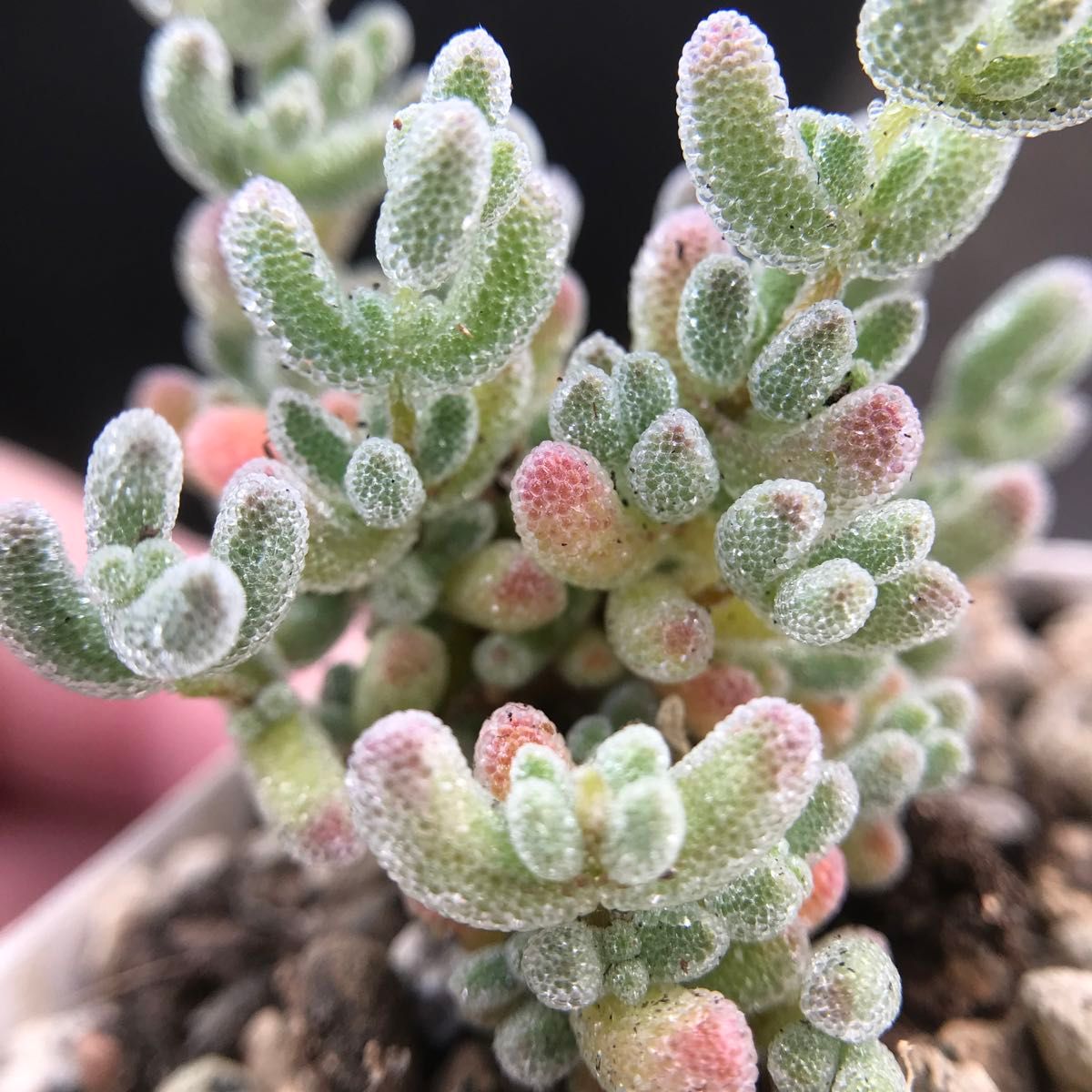 多肉植物 キラキラ ドロサンテマム Pink Ice crystal 小苗 抜き苗 1株