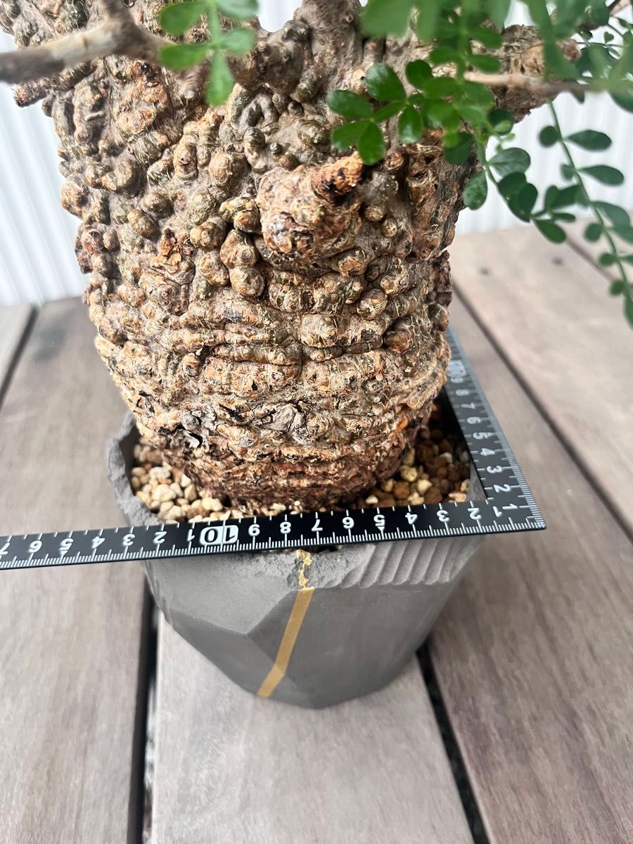 パキプス N/OH鉢 ボコ肌 現地球 発根済み オペルクリカリア 塊根植物