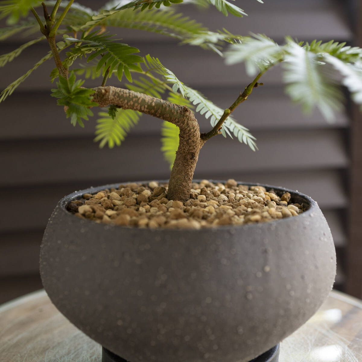 盆栽 エバーフレッシュ 曲げ仕立て 5号陶器鉢 Ever fresh BONSAI 観葉