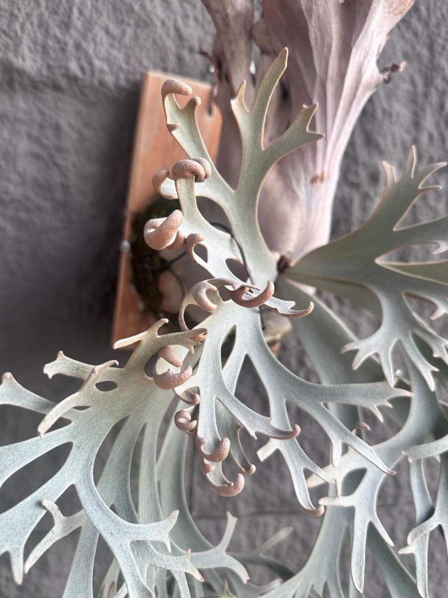 Yahoo!オークション - P. willinckii Fly ( Yellow Moon dwarf ) YMDS