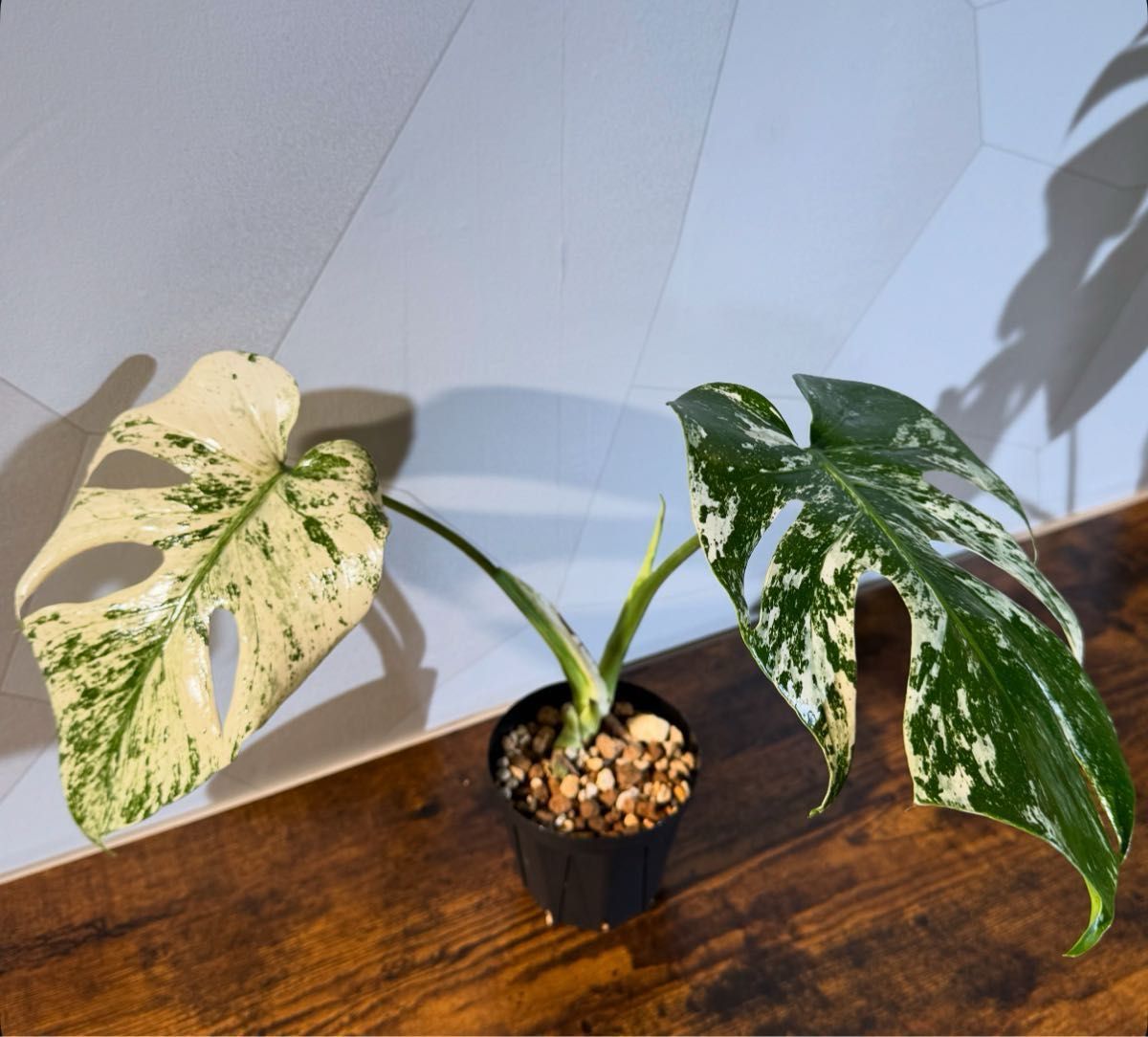 モンステラ デリシオーサ ホワイトモンスター (天津蘭) テンシンラン