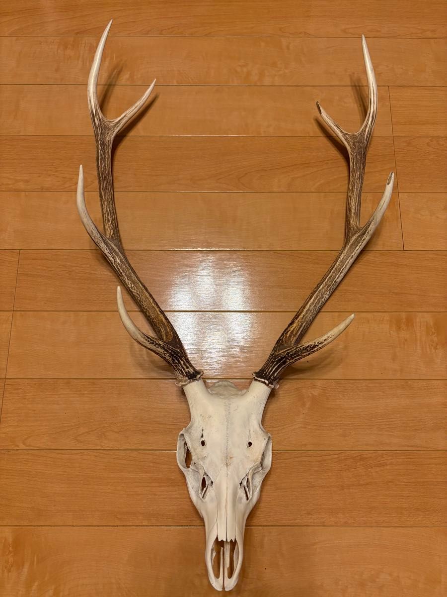 美品 天然 鹿の角 厄除け オブジェ インテリア 置物 スカル 鹿ツノ