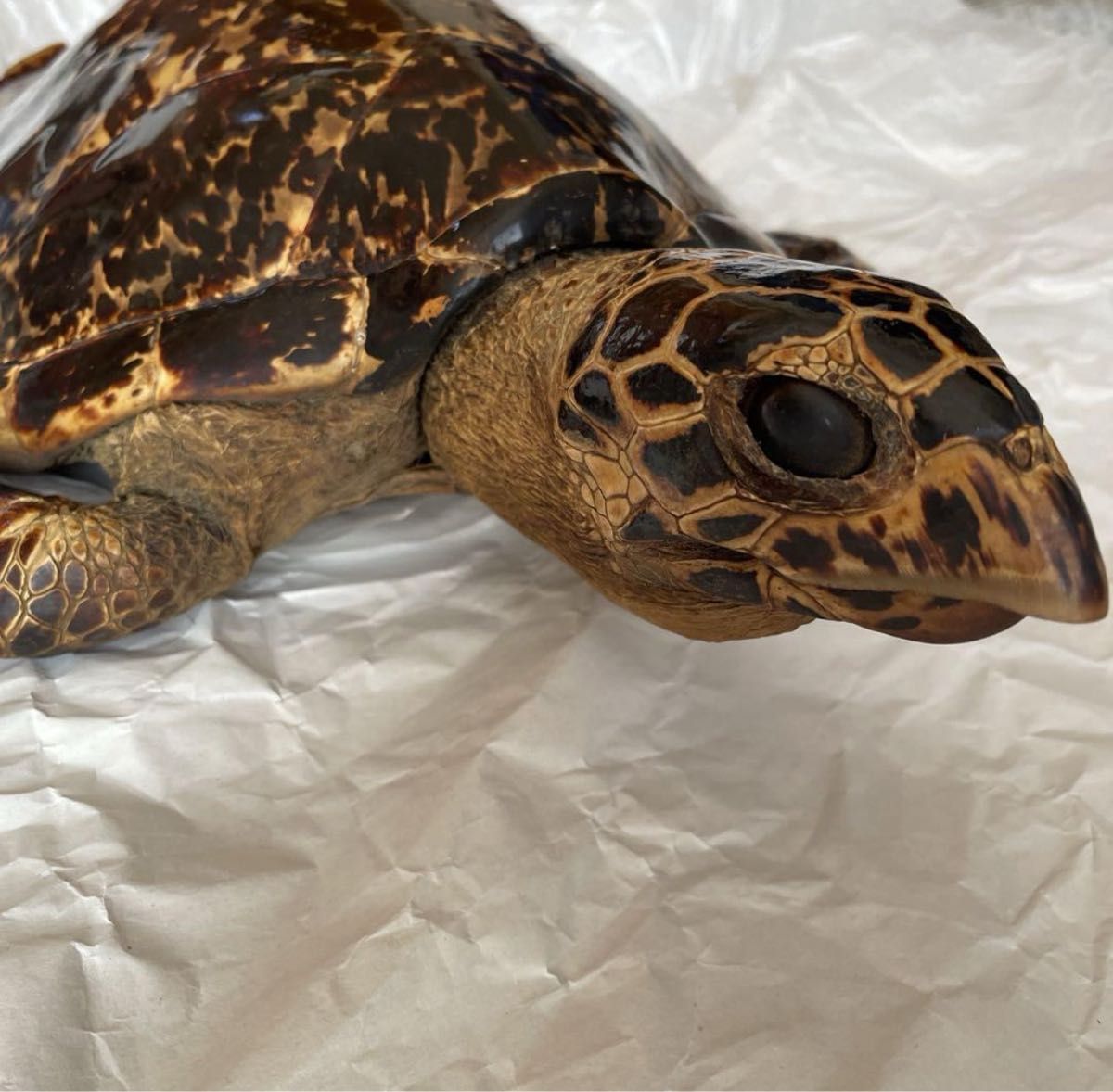 ウミガメ 剥製 海亀 タイマイ べっ甲 国際希少野生動植物種登録票有