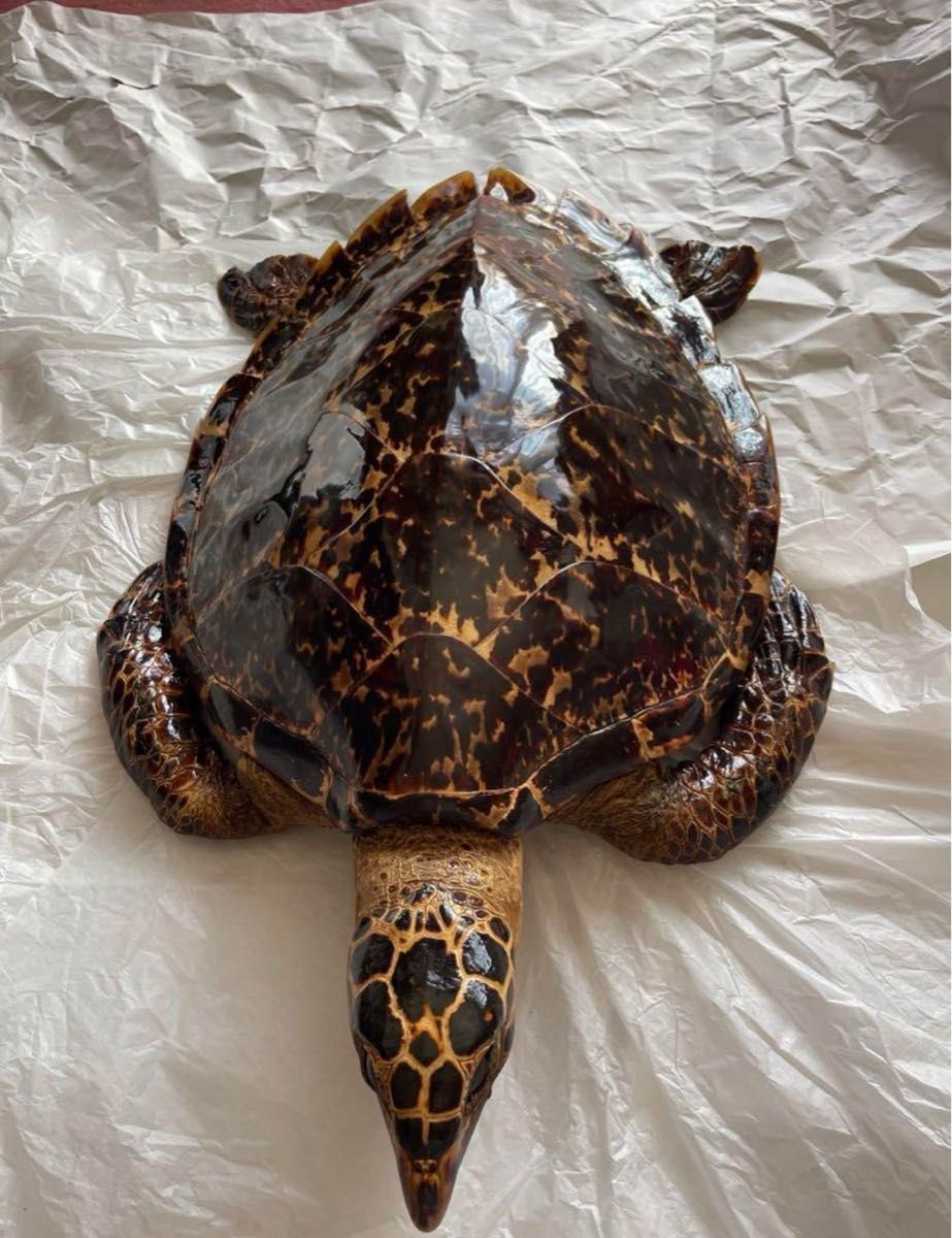 ウミガメ 剥製 海亀 タイマイ べっ甲 国際希少野生動植物種登録票有