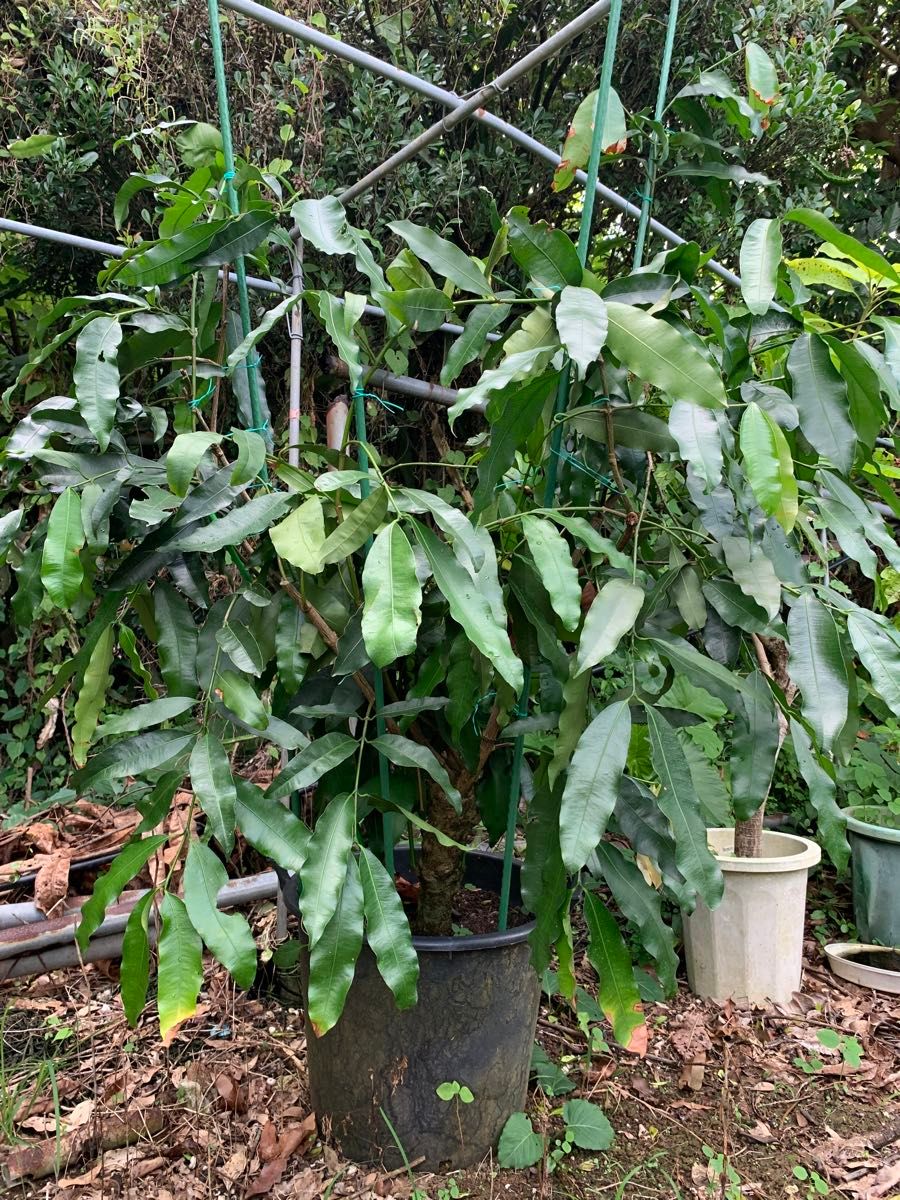 超希少 特大接木苗木 ボリビアンマンゴスチン アチャチャイル 結果実績