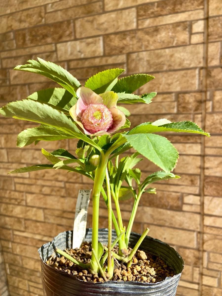 プレミアムプリマヴェーラモーリーメビウス クリスマスローズ苗 種子