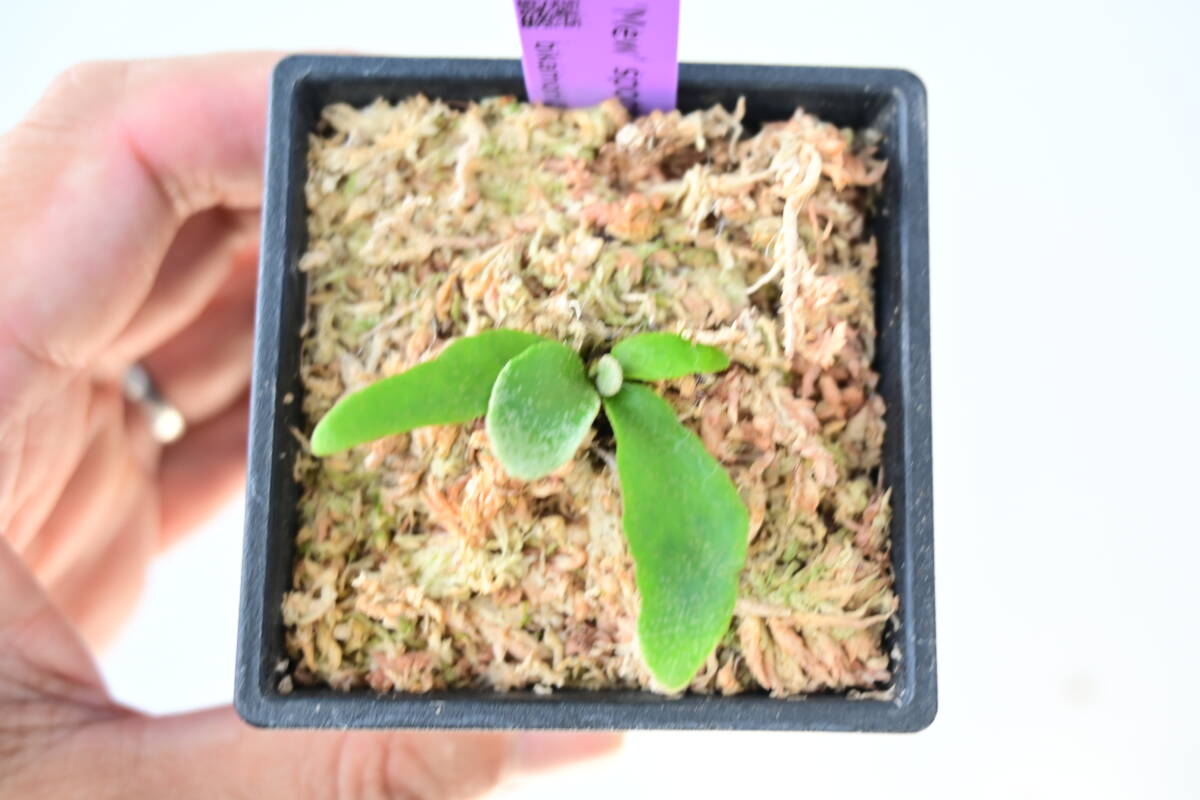 P willinckii 'Mew' spored ＠bikamori com 送料無料（出品者負担