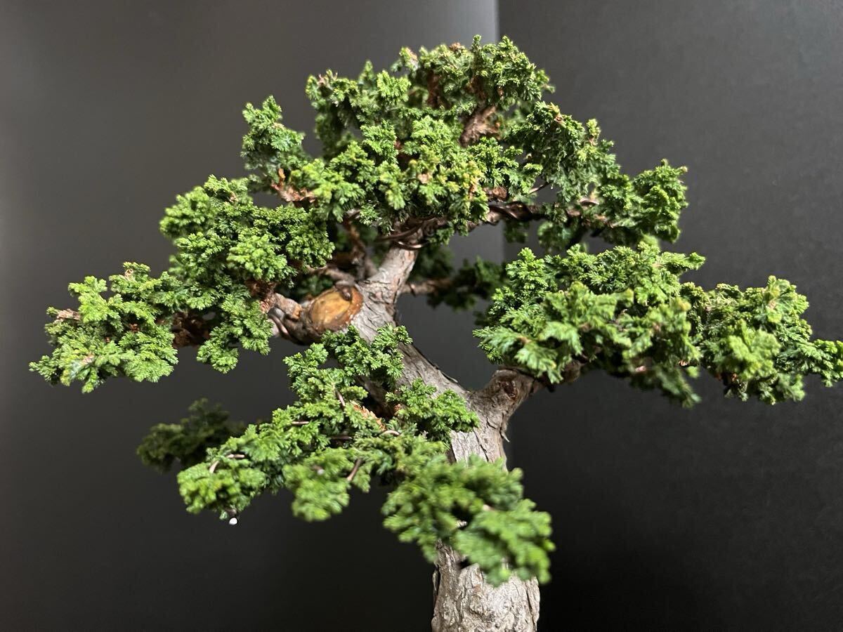 石化桧盆栽 太幹 小品盆栽 模様木 樹高19cm (検索用 石化ヒノキ、檜