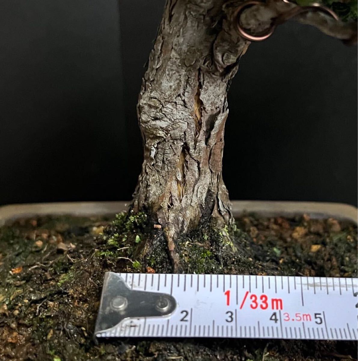 石化桧盆栽 太幹 小品盆栽 模様木 樹高19cm (検索用 石化ヒノキ、檜