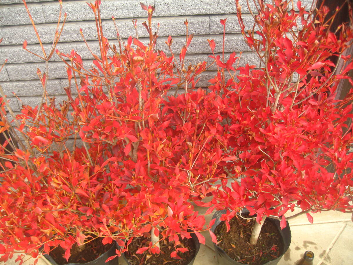 ドウダンツツジ 白花 樹高約65cm 3鉢セット｜Yahoo!フリマ（旧PayPay