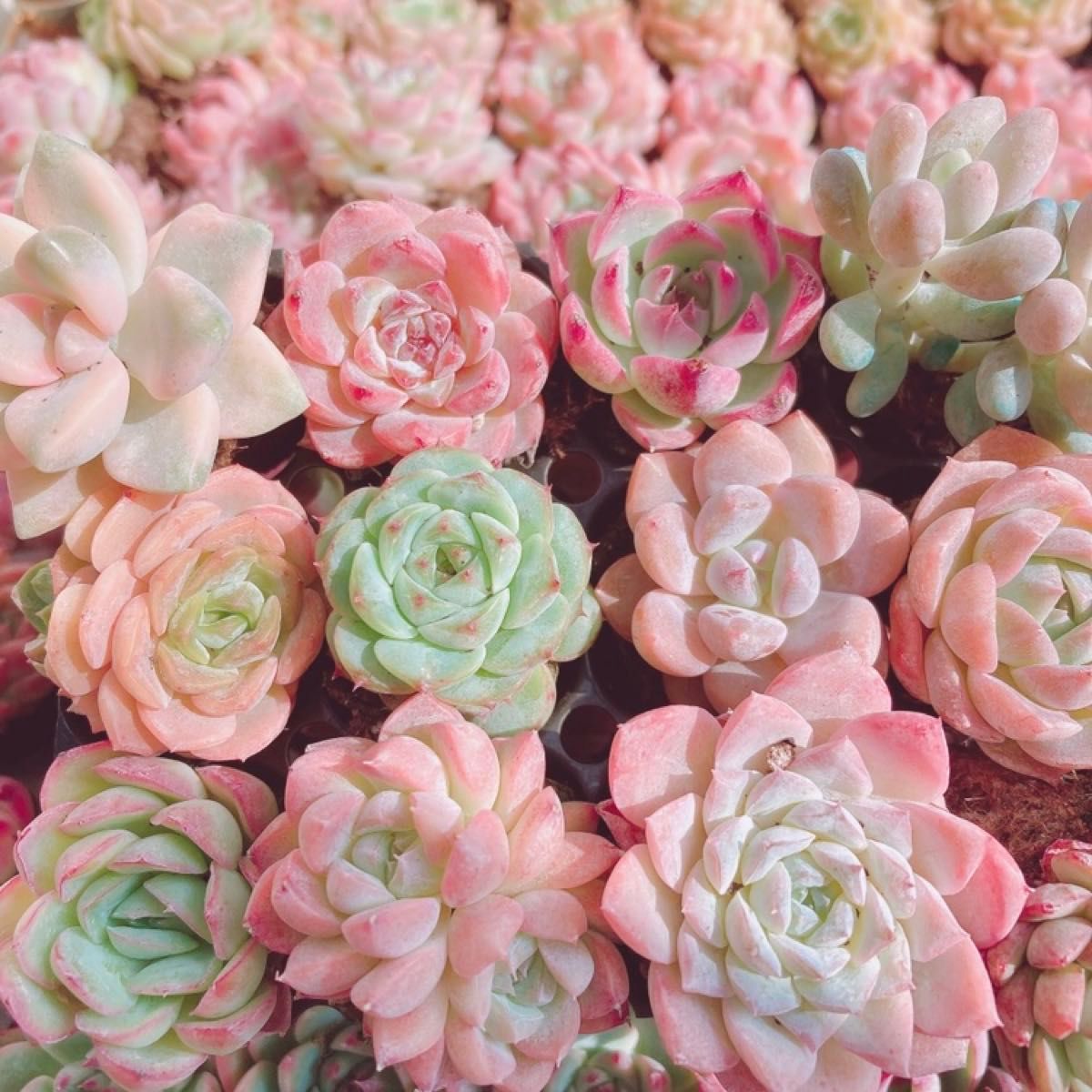 韓国苗 100苗セット 寄せ植え用 カット苗 多肉植物 エケベリア