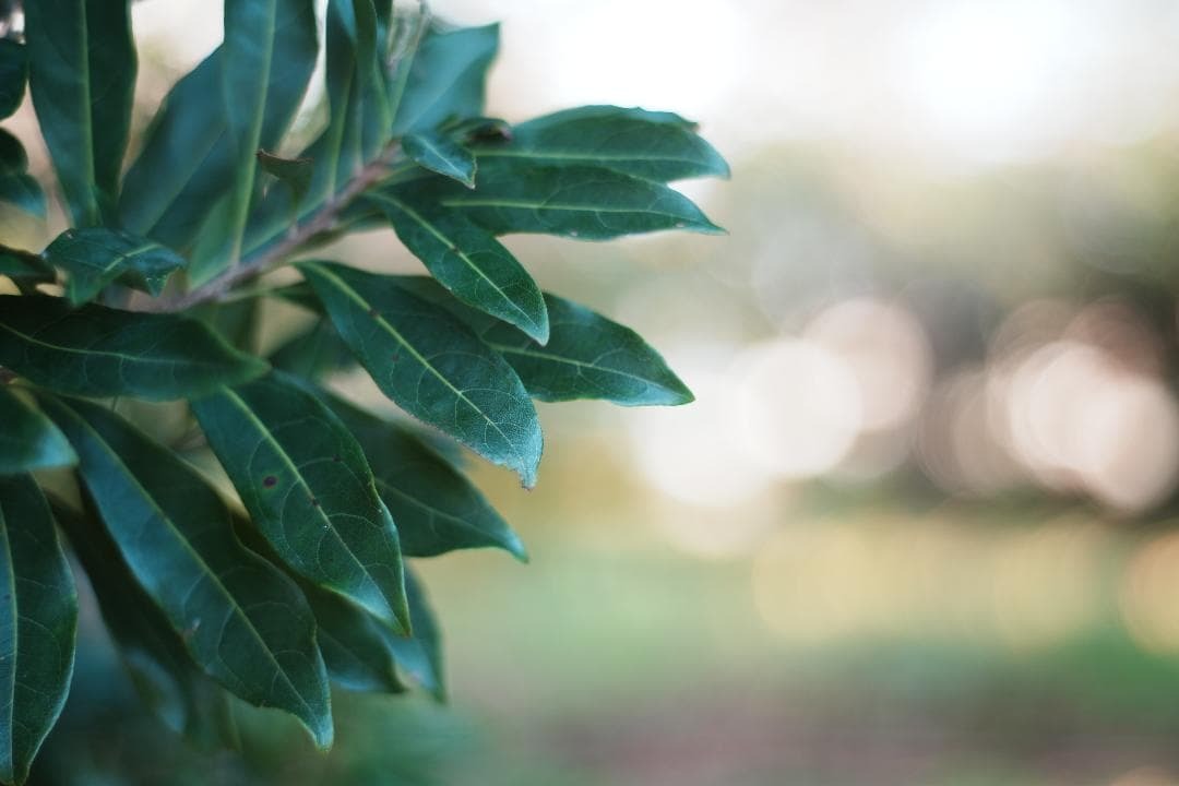 希少 Auto Takumar 55mm F1 8 ゼブラ柄 024｜Yahoo!フリマ（旧PayPay