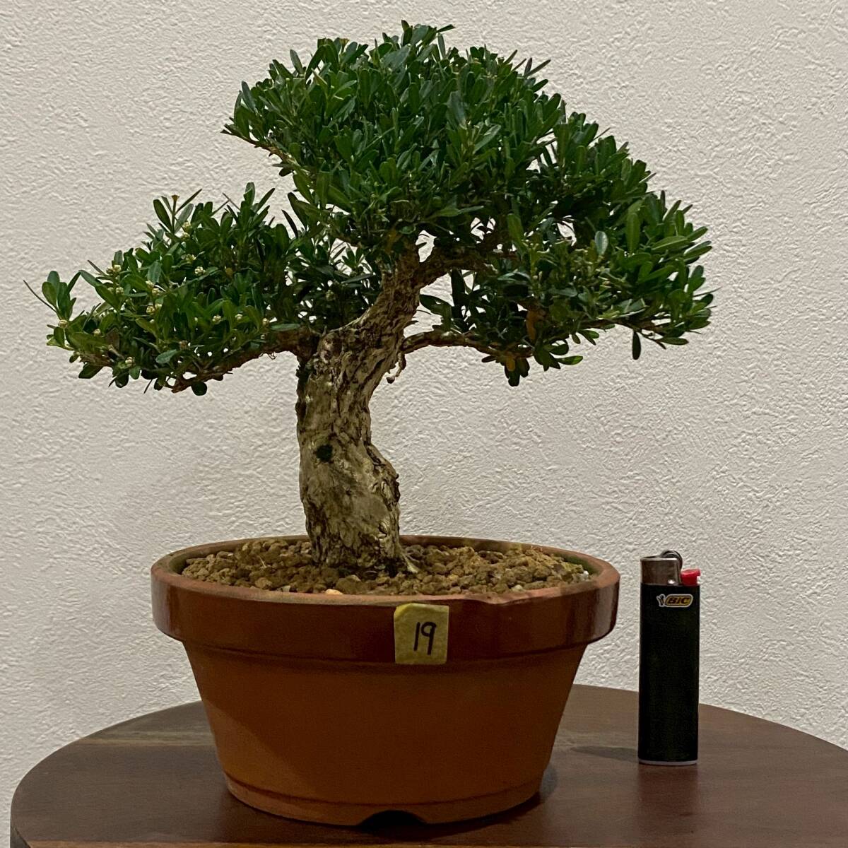 タイワンツゲ 台湾黄楊［19］POTφ15 沖縄盆栽 2024 /検 柘植
