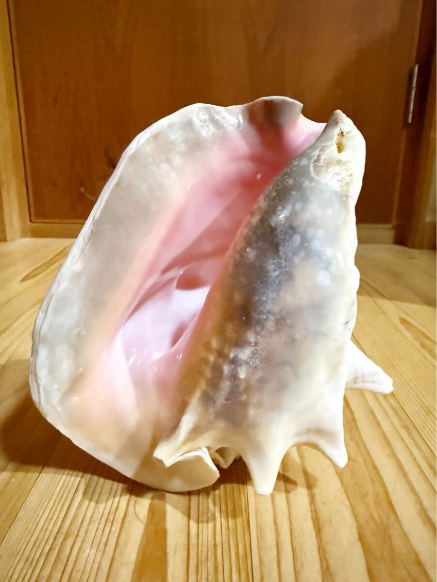 2024 大型古代桃色法螺貝（ピンク貝）法螺貝 ほら貝 ホラガイコンク貝笛