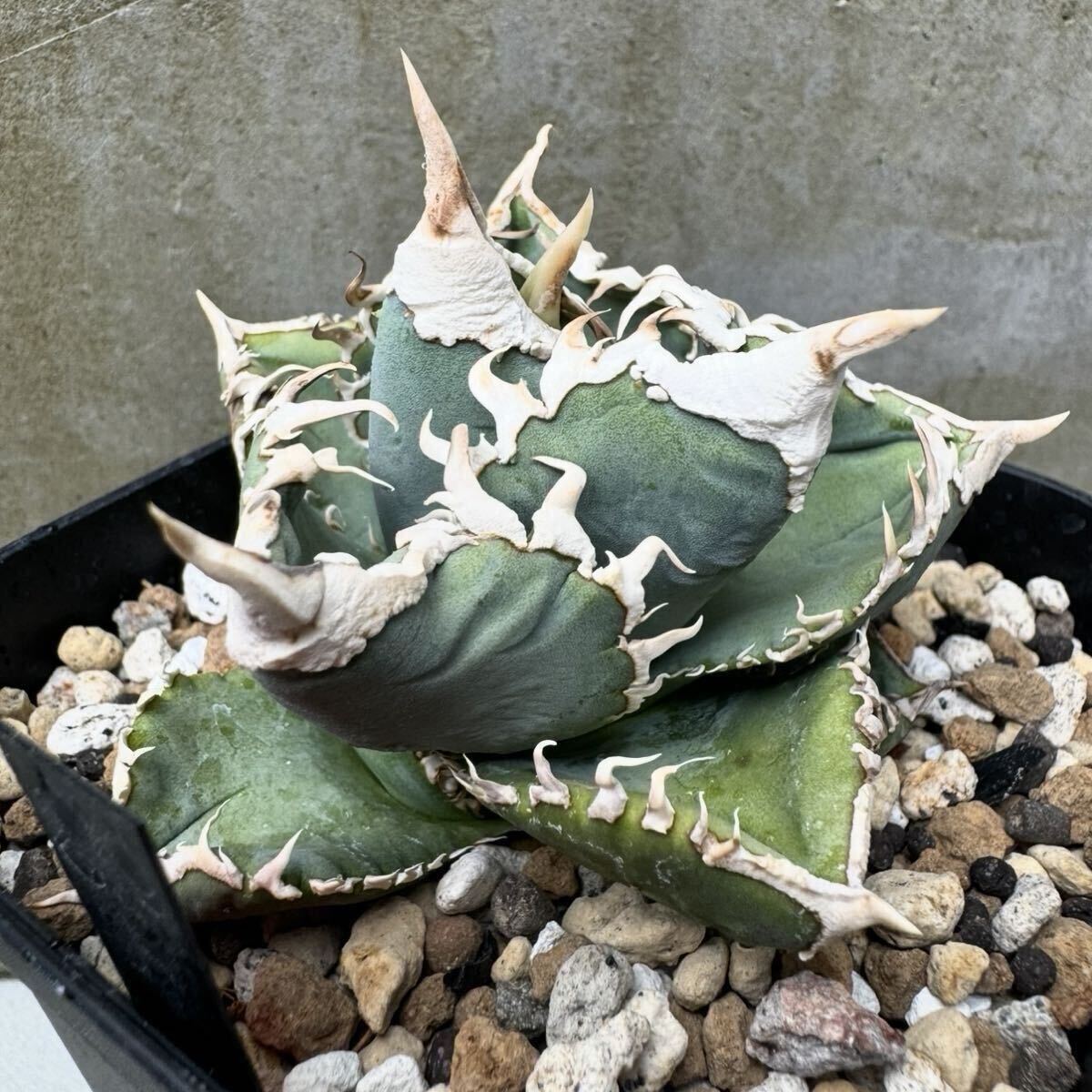 アガベ Lize血統 大白鯊 子株① ホホジロザメ チタノタ オテロイ agave