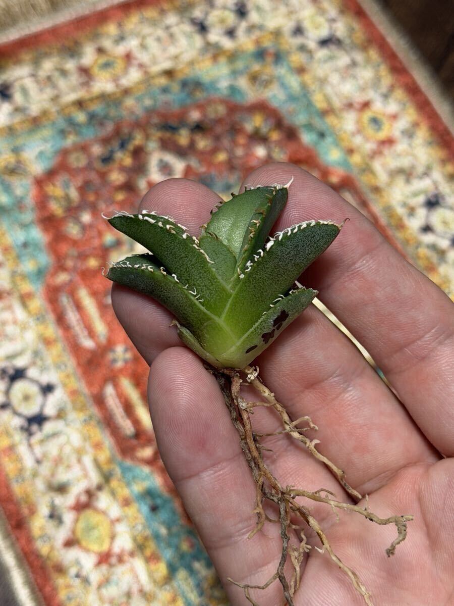 アガベ Lize血統 大白鯊 子株① ホホジロザメ チタノタ オテロイ agave