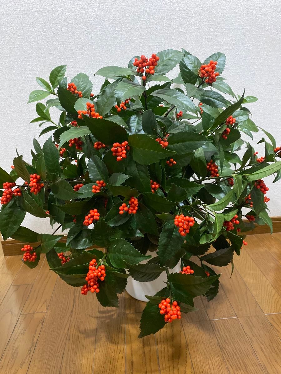 千両】生花 切花 10本 セット 60cm 以上 実付き クリスマス お正月