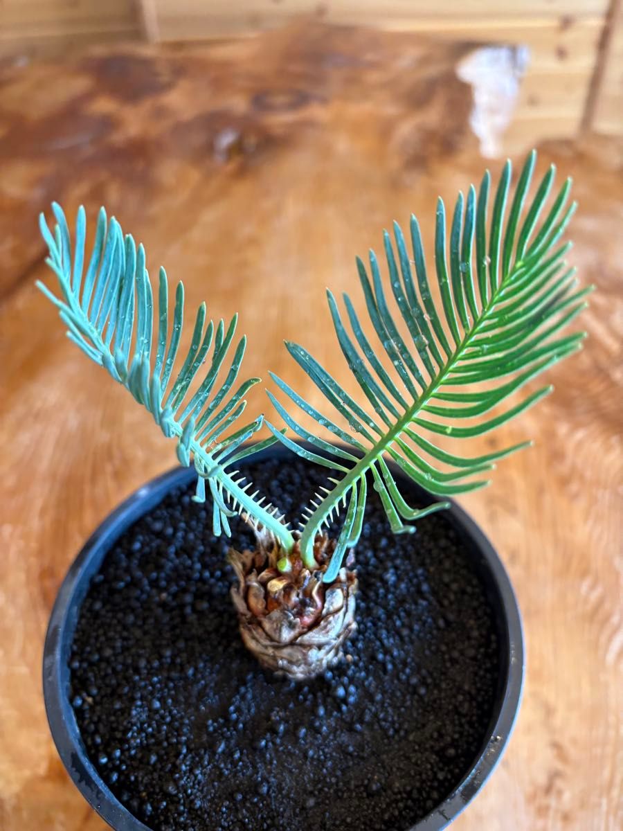 24日まで出品 クリスマスセール 4 サイカス カイルンシアナ