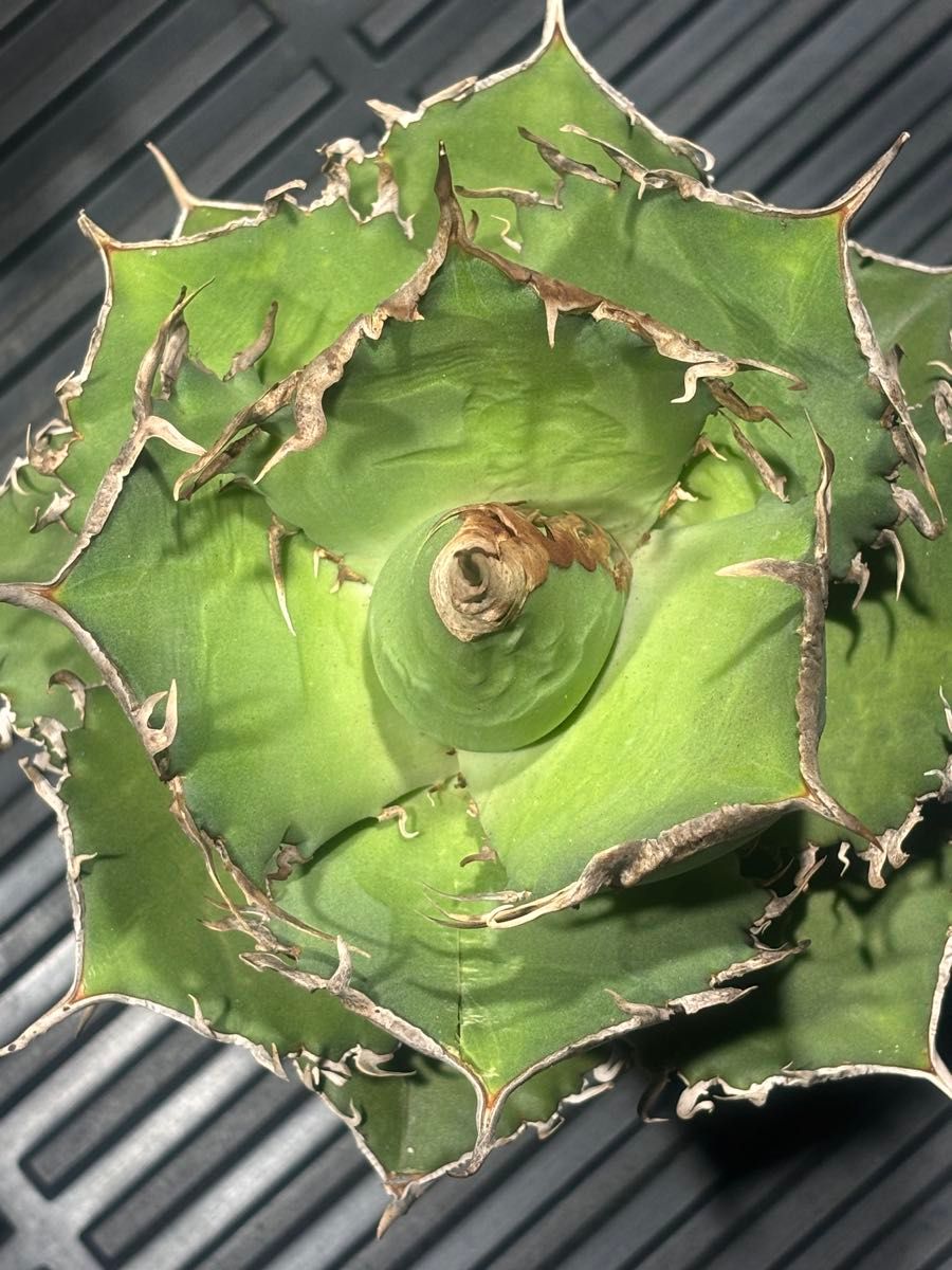 特出 アガベチタノタ毒液（極上株）超S級良形狂棘superヴェノム激レア