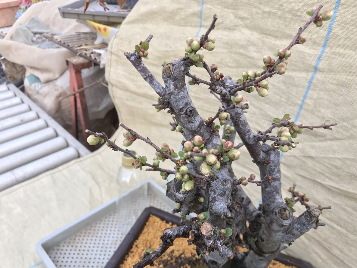 木瓜(ボケ)・放春花 安田錦 角鉢(大)(咲分け保証品) 【公式通販】