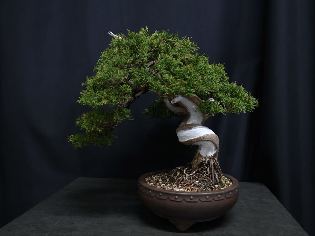 超逸品 太幹 真柏 糸魚川真柏 捻転 樹高29cm 中品 貴風