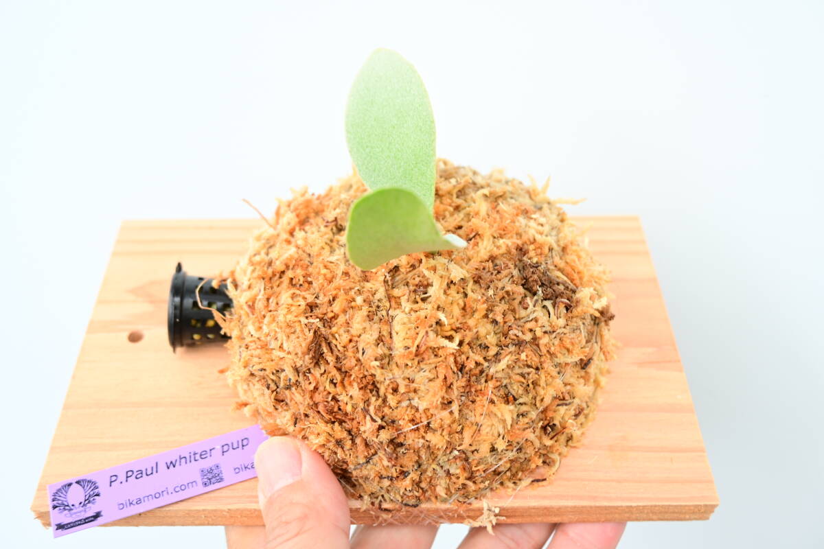 P Paul whiter pup @ビカ森wife 送料無料(出品者負担)ポールホワイター