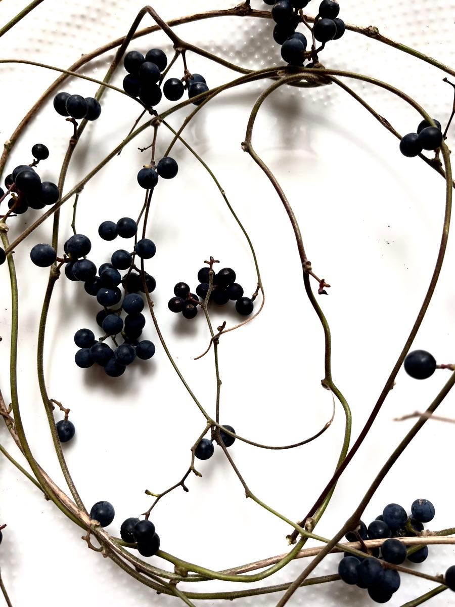 花材 アオツヅラフジ ドライフラワーリース スワッグ材料 アレンジ資材