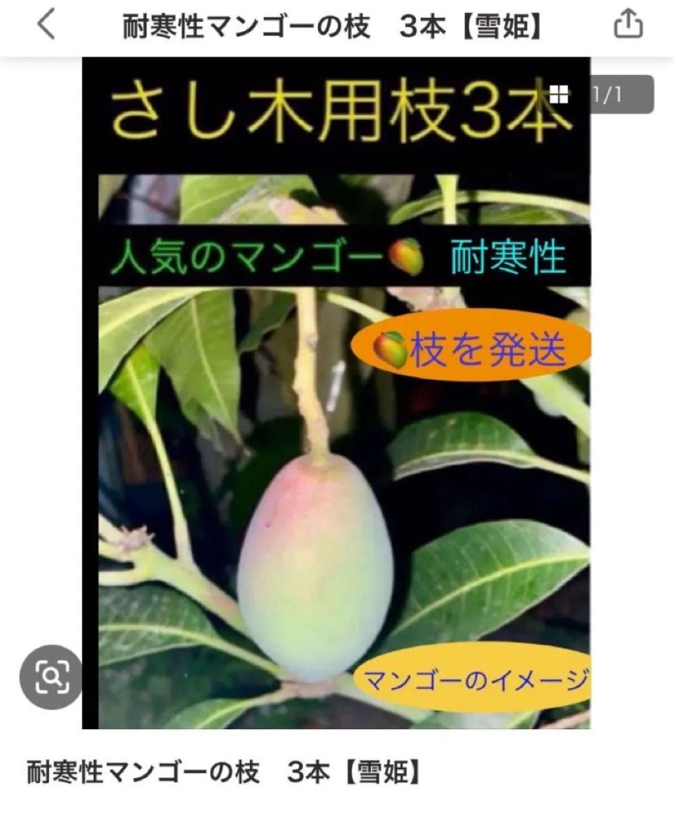 耐寒性マンゴーの枝 3本【雪姫】ヤマシタ苗｜Yahoo!フリマ（旧PayPay