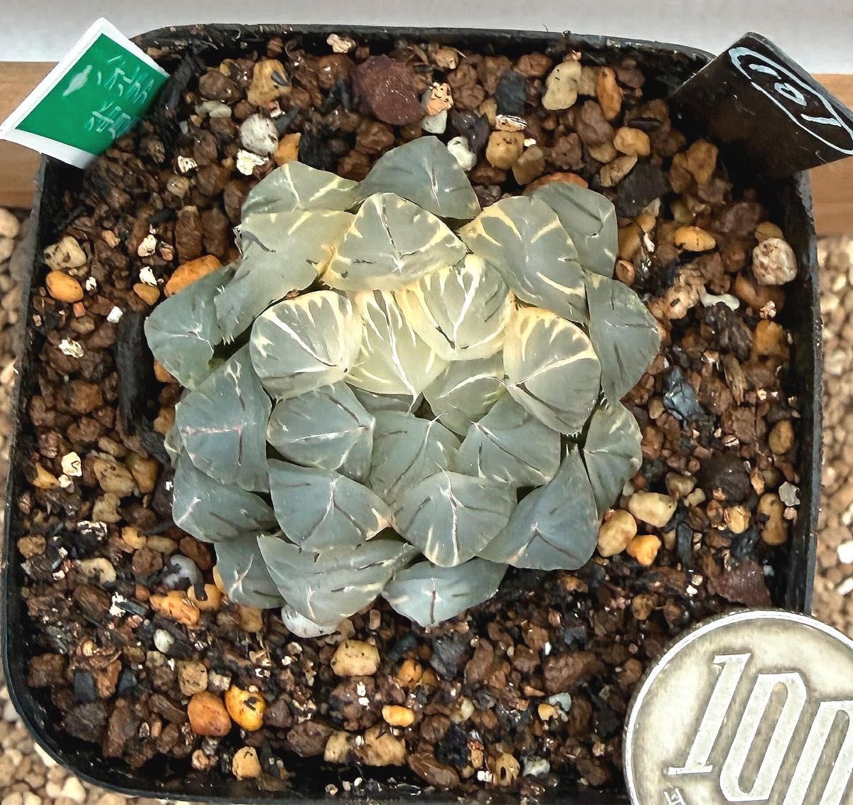 極上班多肉植物 ハオルチア オブツーサ錦 水中月錦 抜き苗101