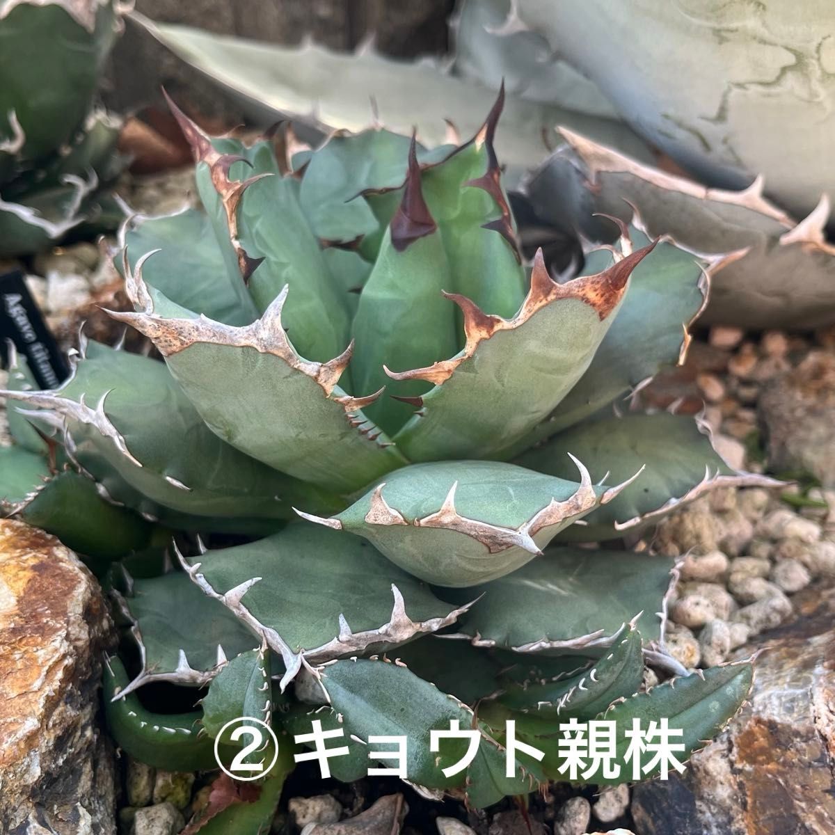 アガベ チタノタ 子株セット｜Yahoo!フリマ（旧PayPayフリマ）