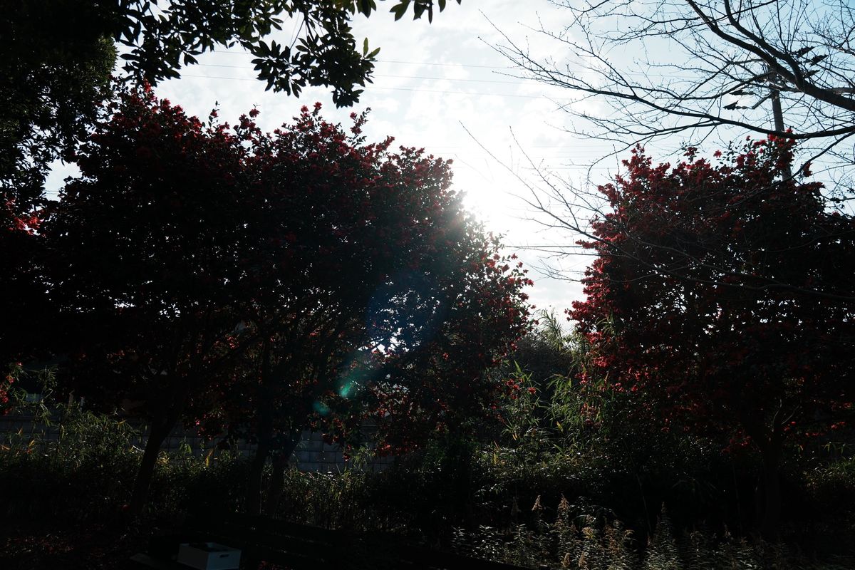 プロが選ぶ旅行最適レンズ SONY SEL24105G 美品 万能レンズ 579｜Yahoo