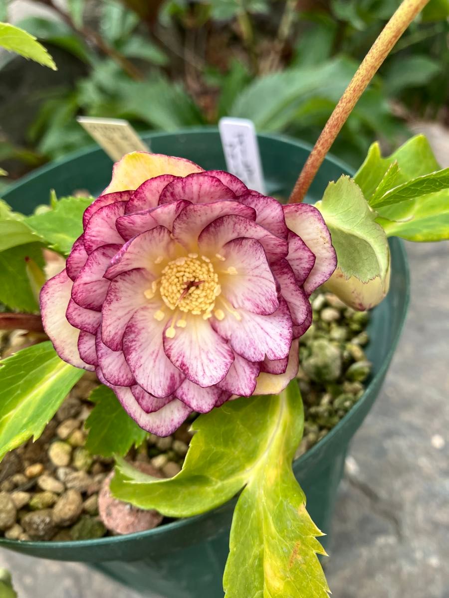 加藤農園 クリスマスローズ オーレア グラデーション ダブル｜Yahoo