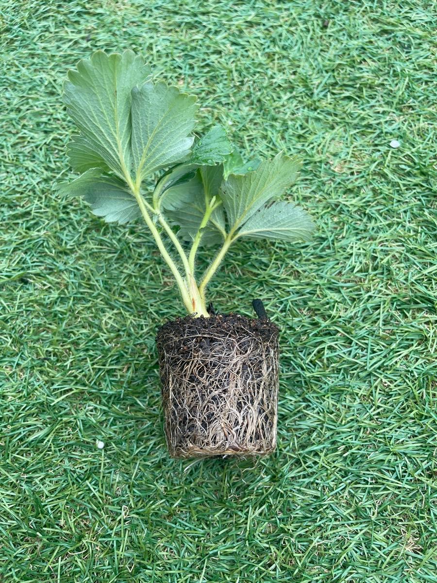 農家直送 とちおとめ 大粒いちご苗 5株セット｜Yahoo!フリマ（旧PayPay