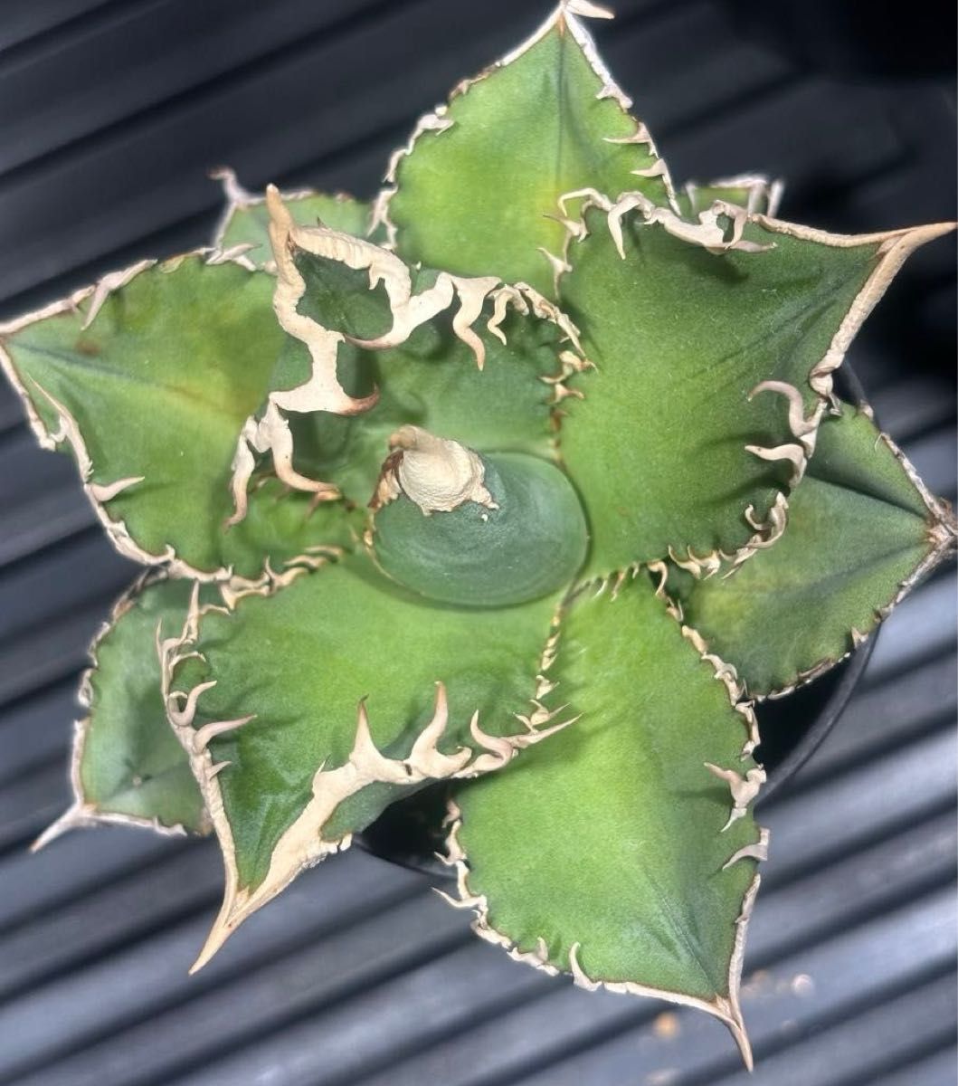 特出 アガベチタノタ大白鯊（極上株）S級激レアsuperホオジロザメ狂暴